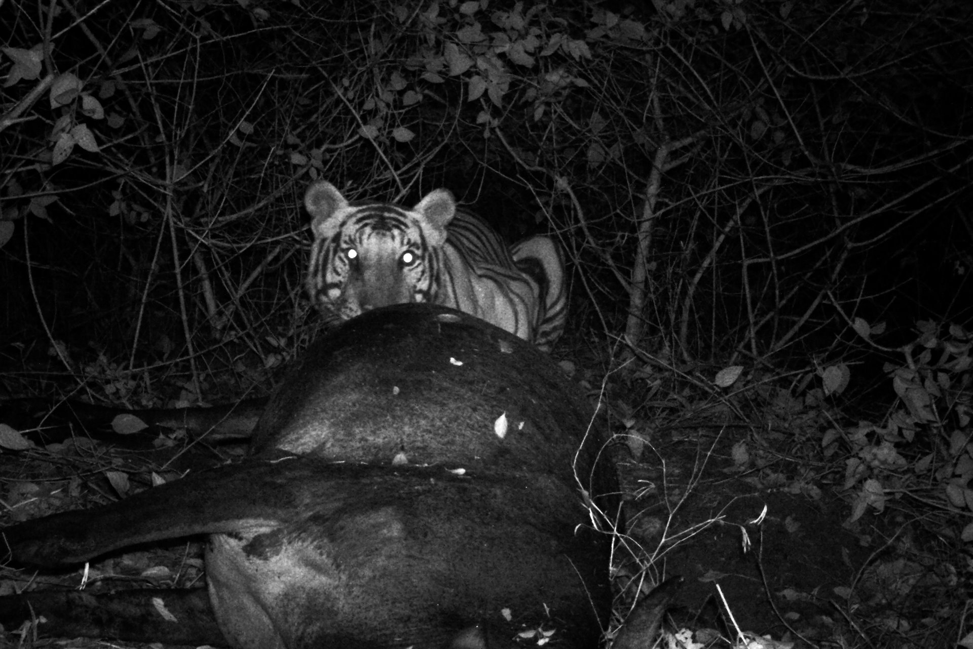 <p>A motion sensor camera captures the image of a tiger that has entered a village and killed livestock, in Tamil Nadu, India.</p>
