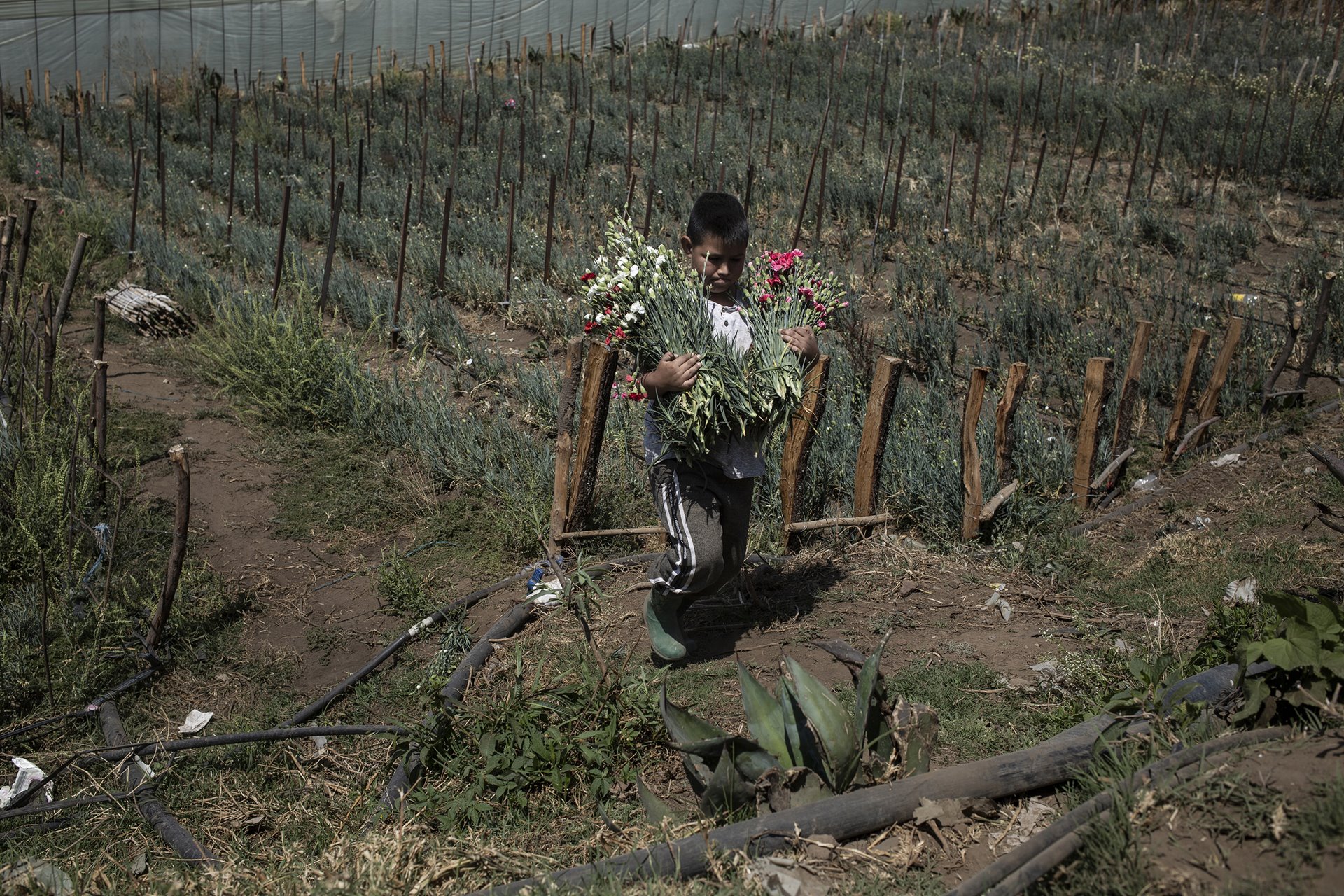 Josué (10) carries flowers on a plot belonging to his father, José Millán Guadarrama, in Villa Guerrero, Mexico. It is customary in the region for whole families to be involved in flower growing. Parents perform heavier work and spray crops, while younger family members help with the simpler activities such as carrying flowers.