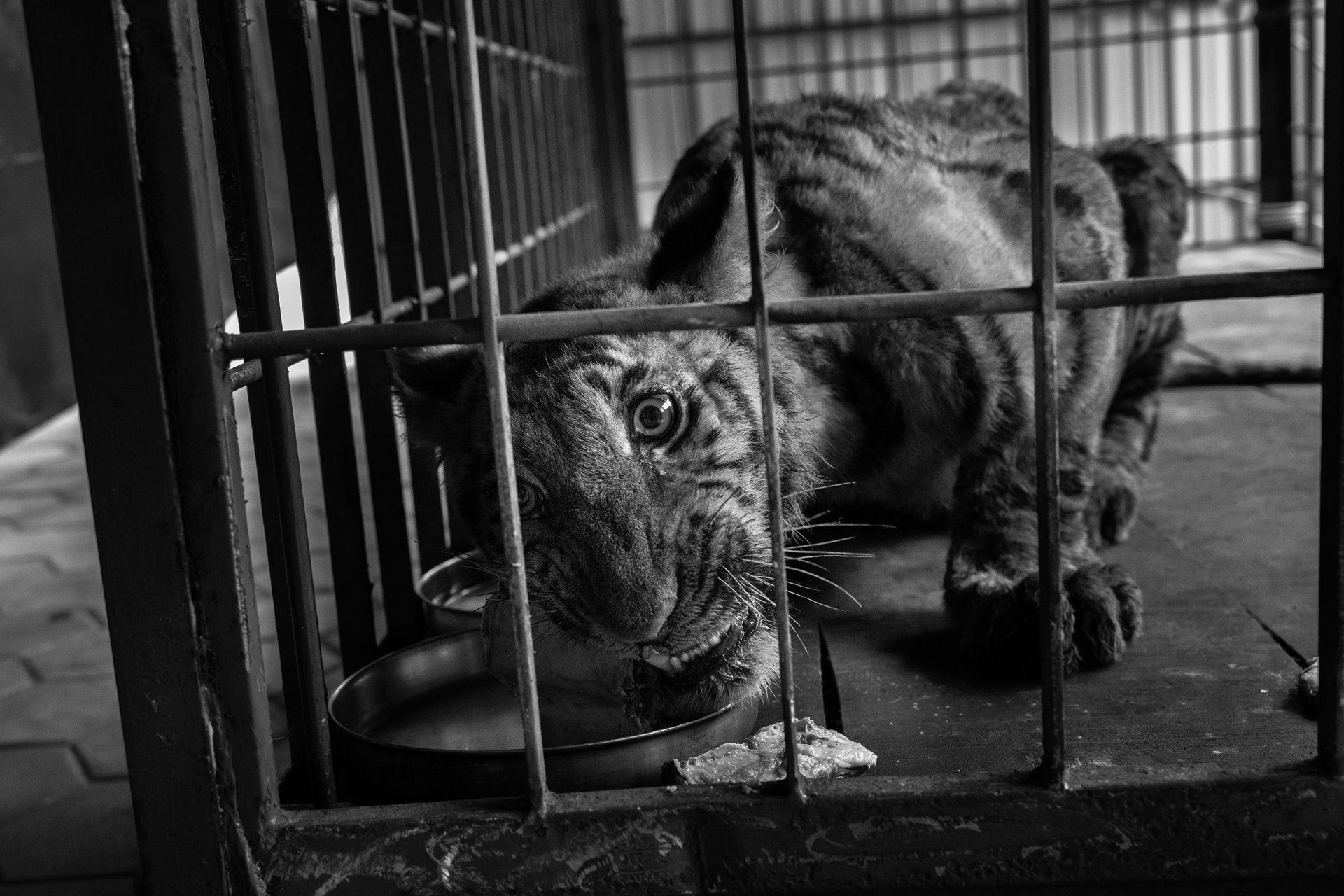 <p>A nine-month-old tiger cub lies in a cage after being recovered in Valparai, near the Anamalai Tiger Reserve, Tamil Nadu, India. Valparai, where large parts of forest have been cleared to make way for tea plantations, is a high human-animal conflict zone.</p>
