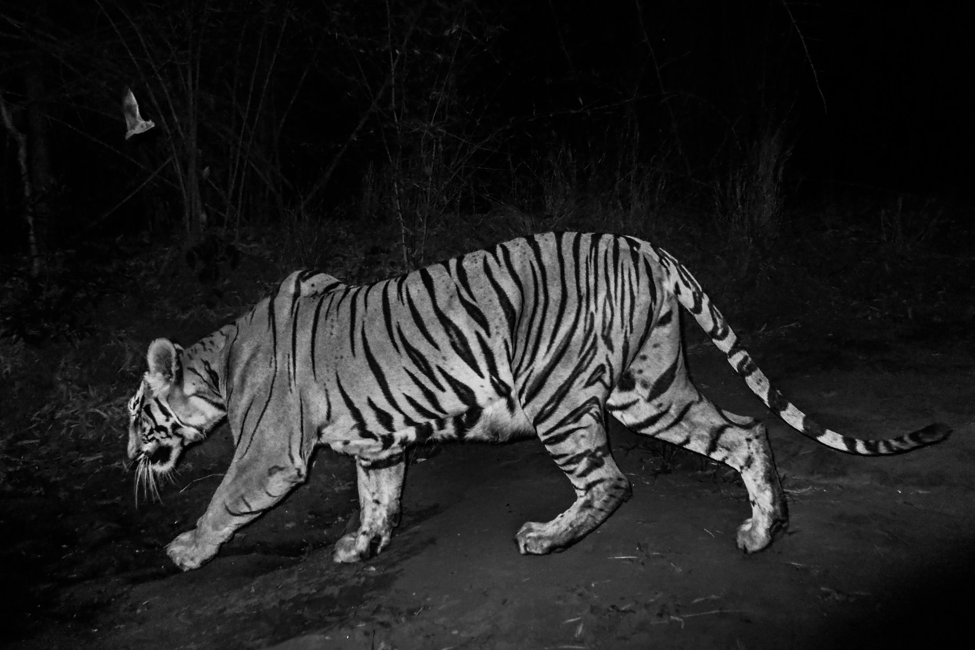 A motion sensor camera captures the image of a tiger that has entered a village in the district of Chandrapur, in Maharashtra, India.
