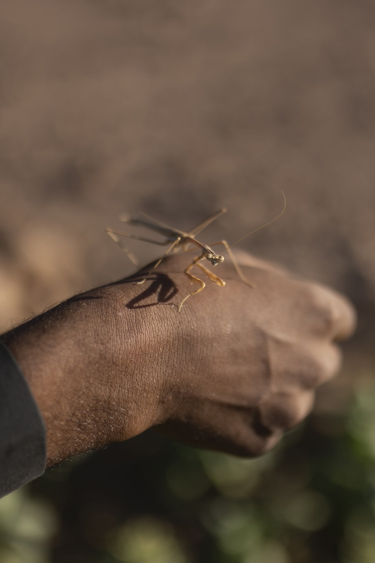 Youssef holds a wandering praying mantis (<em>Gongylus gongylodes</em>) in his family&rsquo;s recently bloomed garden in St. Catherine, South Sinai, Egypt.