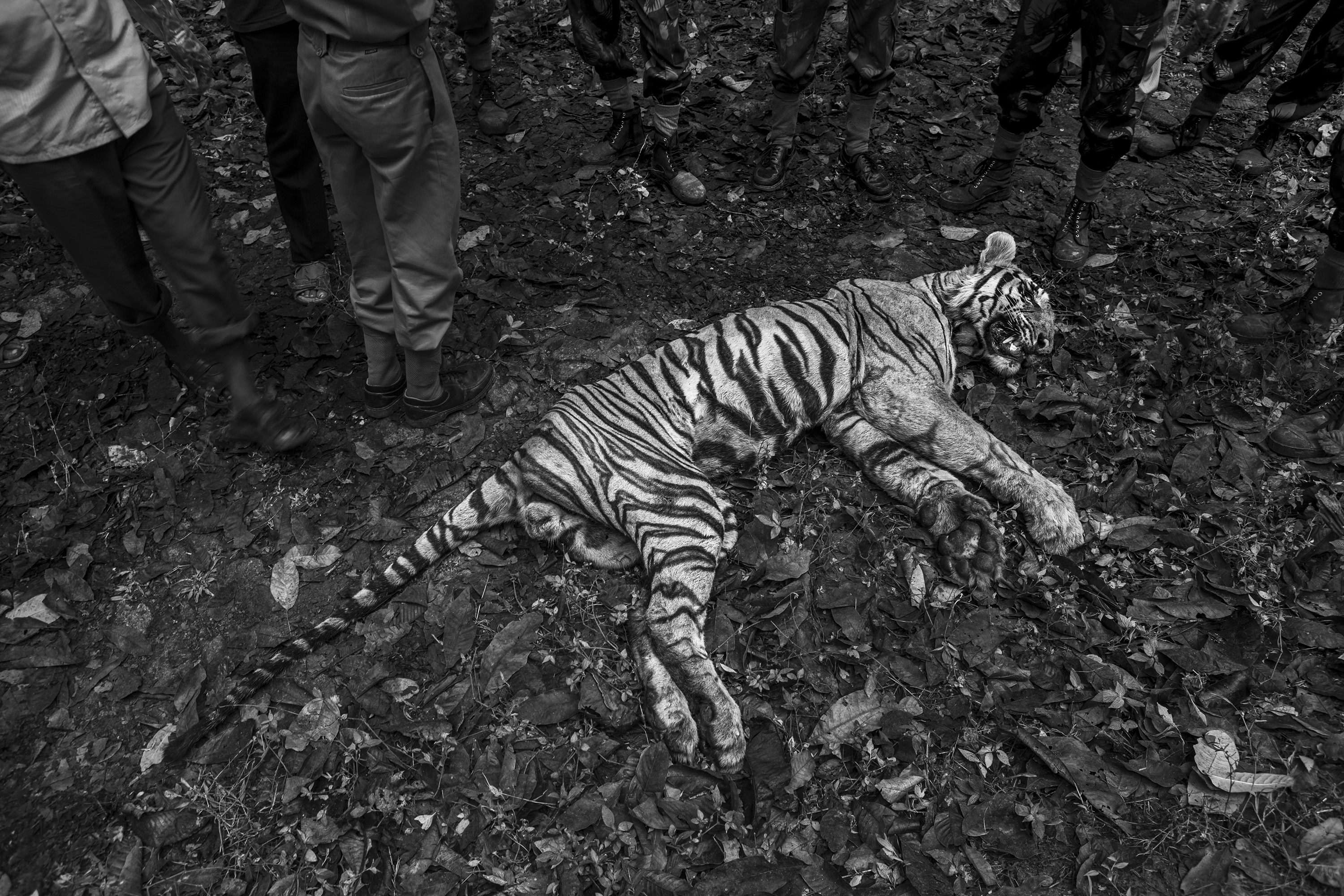 Boundaries: Human-Tiger Conflict | World Press Photo